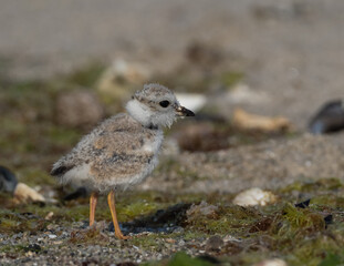 Piping Plover chick on a beach