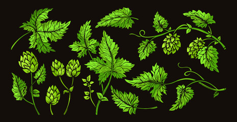 Fototapeta na wymiar Hop plant branch with leaves and cones sketch green set. Sketches for beer packing design logo, label, emblem, pattern. Hops angular herb design engraving hand drawn isolated vector