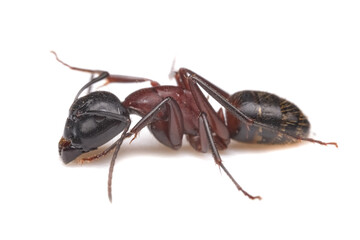 Red imported fire ant, RIFA isolated on white background, selective focus