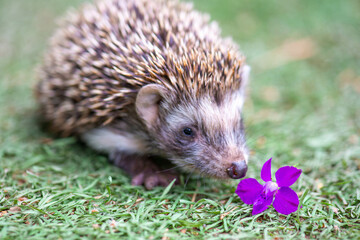 a beautiful flower is sniffing a hedgehog