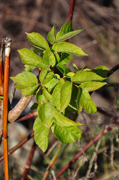 Shrub with green leaves close up