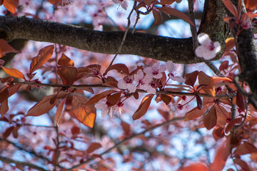 spring tree blosums on a bright day