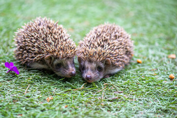 friendly hedgehogs run around the field in summer
