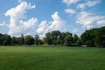 Fototapeta na wymiar Green grass lawn and trees park day sky with white clouds and blue light