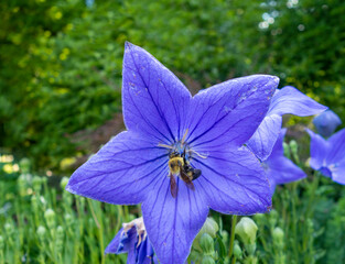 Platycodon Grandiflorus violete balloon star flower with feeding bumblebee pollenating and eating...