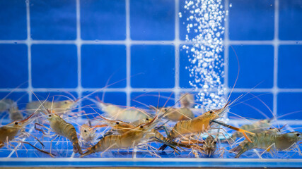 Fresh raw shrimps in the blue fishbowl 