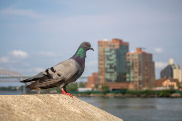 shimmering bright green-headed pigeon standing on a cement wall overlooking city buildings and waterway © Mirror-images