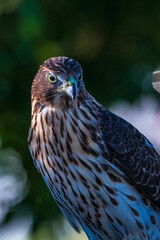 Cooper’s Hawk 