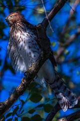 Cooper’s Hawk 