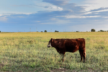 Cattle in Argentine countryside,La Pampa Province, Argentina.