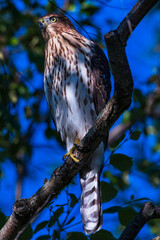 Cooper’s Hawk 