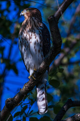 Cooper’s Hawk 