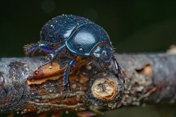 Geotrupidae beautiful and proud dung beetle sits in the forest on a branch