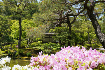 京都 つつじの咲く銀閣寺の美しい日本庭園