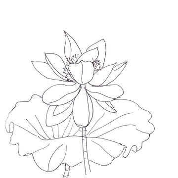 Lotus flower and leaf, graphic black and white linear drawing