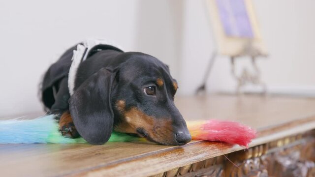 Lovely tired dachshund puppy in maid uniform with feather duster for cleaning is lying on wooden surface, resting after hard day. Free time of service staff