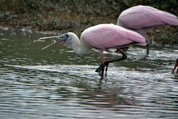 Roseate spoonbill (Platalea ajaja) eating a minnow in a pond in Ayampe, Ecuador