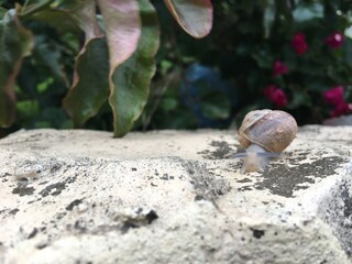 snail on a stone