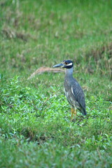 Yellow-crowned night heron (Nyctanassa violacea) in a field in Ayampe, Ecuador