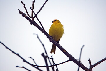 Saffron finch (Sicalis flaveola) perched in a tree in Ayampe, Ecuador