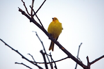 Obraz premium Saffron finch (Sicalis flaveola) perched in a tree in Ayampe, Ecuador