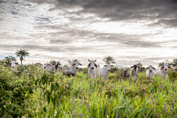 Cattle loose in the pasture