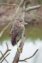Juvenile black-crowned night heron (Nycticorax nycticorax) perched on a branch in Ayampe, Ecuador