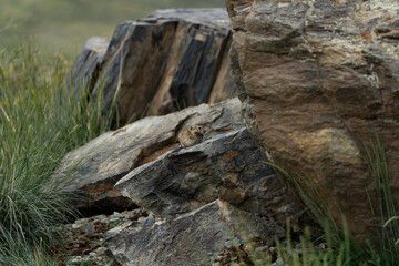 Pika (Ochotona princeps)- Jasper National Park, Alberta