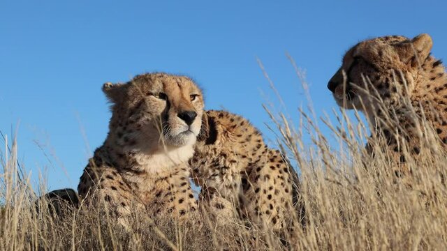 Small coalition of Cheetahs close up from low angle against blue sky