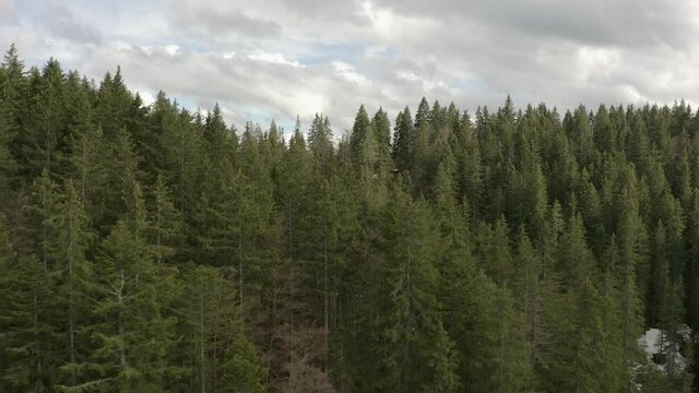 Aerial view moving forward shot, Passing through pine trees and snow patches revealing the city of Liezen in Austria.
