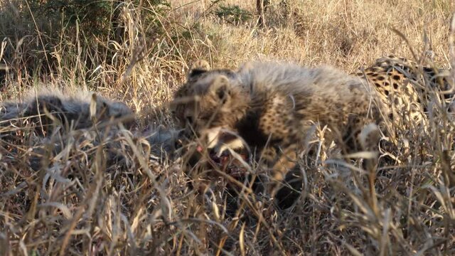 Four fluffy cheetah cubs join mom feeding on antelope carcass in grass