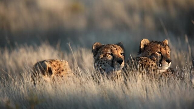 Family of Cheetahs sit in grass in golden hour morning light