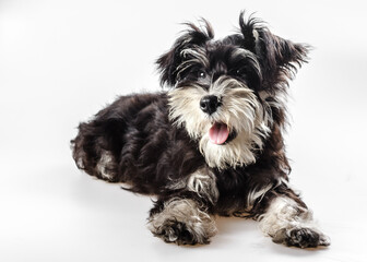 Adorable Schnauzer dog portrait stock photo.