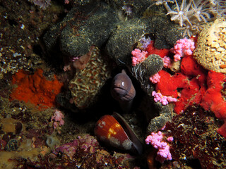 A White eyed moray on corals Boracay Island Philippines