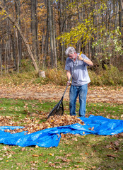 Older male is Raking fall leaves onto a tarp during fall cleanup in his yard - obrazy, fototapety, plakaty