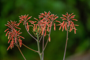 Aloe blossom blooming