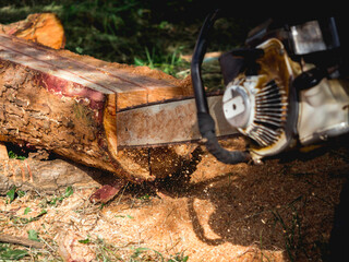 Chainsaw in movement cutting wood. lumberjack worker holding an old chainsaw and sawing the log, big tree in the wood, sawdust flying around.