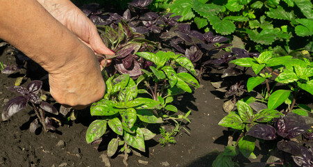 Purple and Green Basil Bunch in Farmer Hands