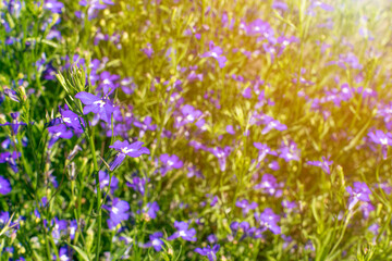 Blue violet lobelia flowers, Lobelia erinus, Edging Lobelia - obrazy, fototapety, plakaty
