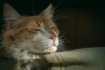 beautiful cat resting in a warm environment