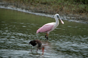 Roseate spoonbill (Platalea ajaja) in a pond in Ayampe, Ecuador