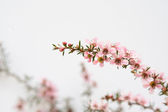 Pink Manuka flower full blossom with copy space