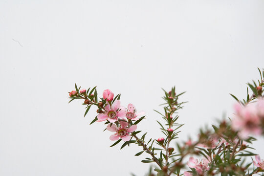 Pink Manuka flower blossom with copy space top