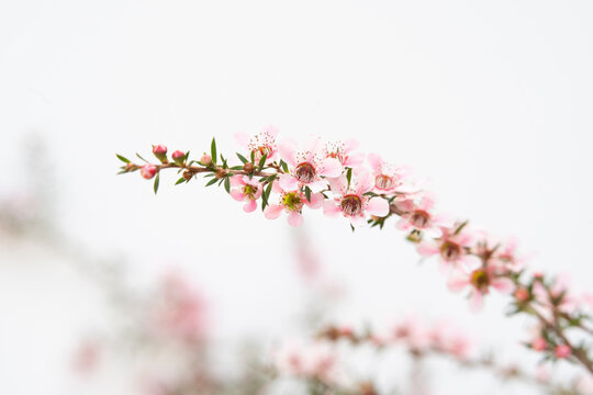 Pink Manuka flower blossom with copy space
