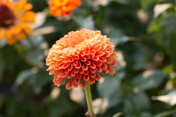 Scarlet zinnia flower  in full bloom close-up
