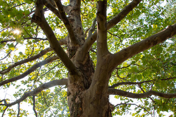 Fototapeta na wymiar Tree trunk.Simple moments. Meditation. Enjoying the beauty of the nature.