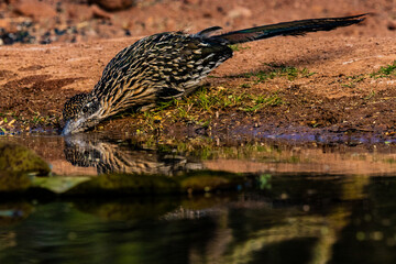 Juvenile Road Runner drinking water