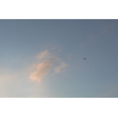 flying birds in the sky