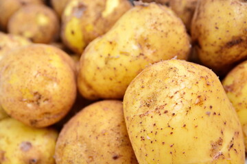 Vegetables in wooden box. Natural yellow fresh tuber of potato close up on bachground of heap of potatoes. Selective focus