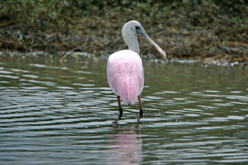 Roseate spoonbill (Platalea ajaja) in a pond in Ayampe, Ecuador